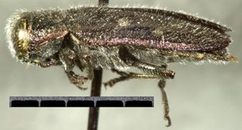 Media type: image;   Entomology 24443 Aspect: habitus lateral view